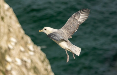 Northern Fulmar on breeding rocks of Bempton cliffs, UK
