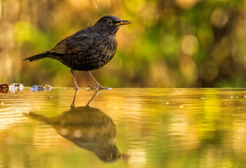 Blackbird sitting on the ground