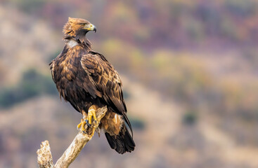 Action photography of Golden Eagle