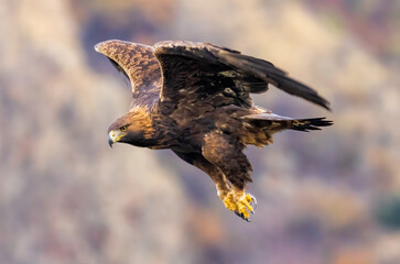 Action photography of Golden Eagle