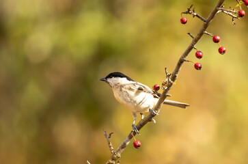 Common Marsh Tit in the forest background