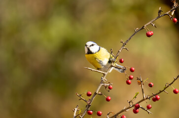 Blue tit drink water and sitting on branch