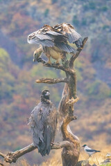Cinereous vulture sitting on feeding station