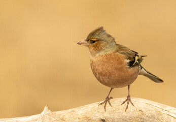 Fototapeta premium Common Chaffinch sitting on the ground