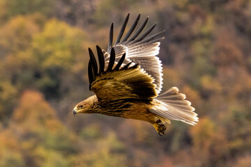 Eastern Imperial eagle on feeding station