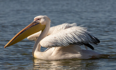 White Pelican of Kerkini Lake