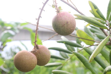 Longan fruit on tree in farm