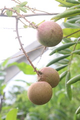 Longan fruit on tree in farm