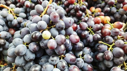 Close-up of fresh ripe bunches of grapes, grapes, vineyard, harvest, wine, agriculture, fruit, organic, healthy, juicy