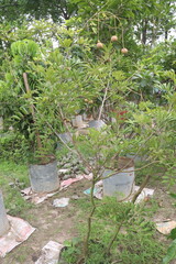 Longan fruit on tree in farm