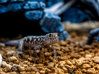 イボヨルトカゲのアップ