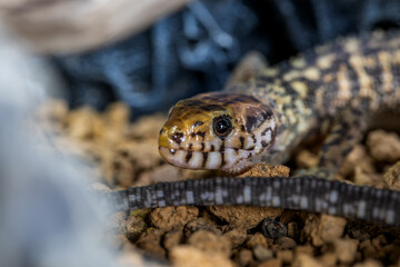 イボヨルトカゲのアップ