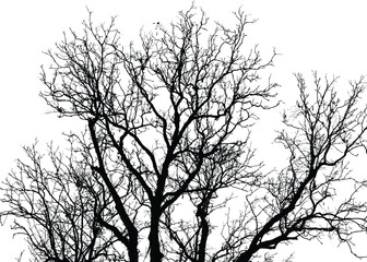 Silhouettes of bare trees with branches isolated on white. Vector illustration
