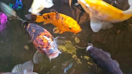 Close up of many colorful Koi fish or Japanese Koi carp swimming freely in the healthy pond. 
