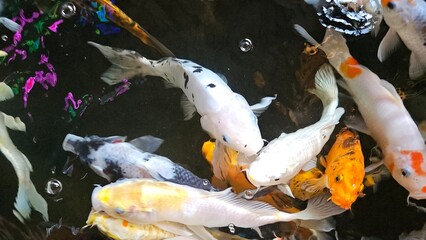 Close up of many colorful Koi fish or Japanese Koi carp swimming freely in the healthy pond. 