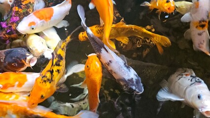 Close up of many colorful Koi fish or Japanese Koi carp swimming freely in the healthy pond. 