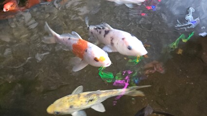Close up of many colorful Koi fish or Japanese Koi carp swimming freely in the healthy pond. 