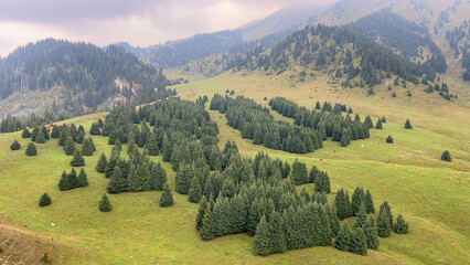 Mountain landscape meadow with green grass and spruce trees