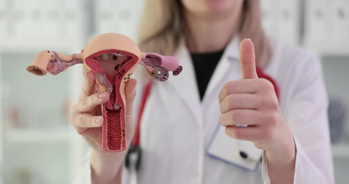 Gynecologist holding model of female reproductive system