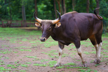 Yong Bos Javanicus, Banteng, Taurus, or Red Cow in the green natural forest it is a type of wild cattle in a wildlife sanctuary in Thailand and Southeast Asia.