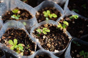 Nursery with Polylepis australis seedlings reforest the native forest