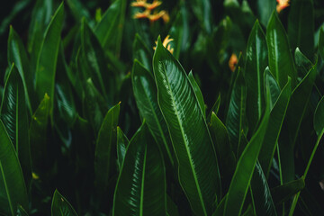 flower on dark tropical foliage nature background