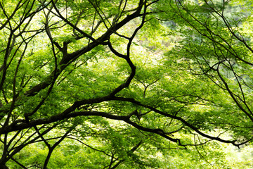 Background of tree branches with green leaves, copy space