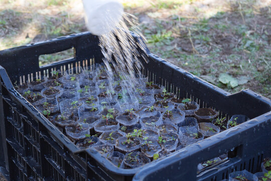 Nursery with Polylepis australis seedlings reforest the native forest