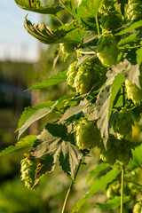 Green Bavarian Hops Dolden in close up view with soft bokeh green background 