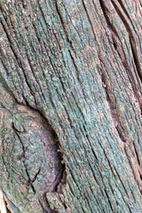 bark tree texture