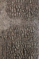 bark tree texture