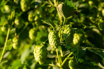 Bavarian Hops Dolden in close up view with soft bokeh green background 