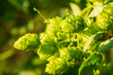 Bavarian Hops Dolden in close up view with soft bokeh green background 