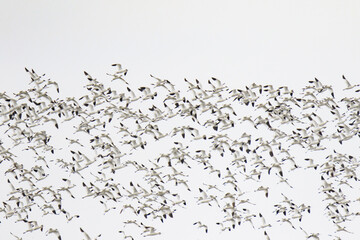 Large Flock of Pied Avocets in Flight Over Water, Mai Po Natural Reserve, Hong Kong