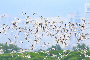 Large Flock of Pied Avocets in Flight Over Water, Mai Po Natural Reserve, Hong Kong