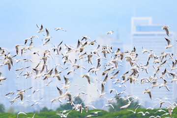 Black-headed Gulls in Flight Over Wetland, Mai Po Natural Reserve, Hong Kong