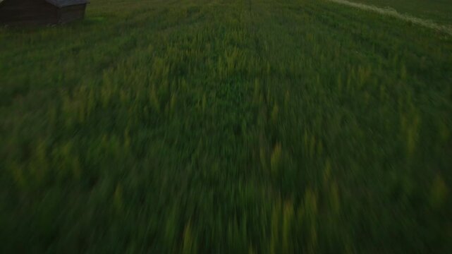 Drone Footage Flying over Grass, Revealing Big, Vast Green Field