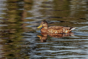 Common Mallard Anas platyrhynchos - a species of water bird in the Anatidae family. It is the most common and widespread species of duck. It inhabits most of the Northern Hemisphere. Poland