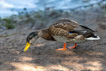 Common Mallard Anas platyrhynchos - a species of water bird in the Anatidae family. It is the most common and widespread species of duck. It inhabits most of the Northern Hemisphere. Poland