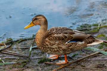 Common Mallard Anas platyrhynchos - a species of water bird in the Anatidae family. It is the most common and widespread species of duck. It inhabits most of the Northern Hemisphere. Poland