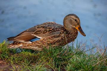 Common Mallard Anas platyrhynchos - a species of water bird in the Anatidae family. It is the most common and widespread species of duck. It inhabits most of the Northern Hemisphere. Poland