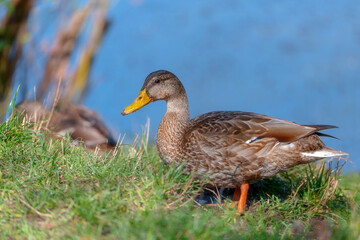 Common Mallard Anas platyrhynchos - a species of water bird in the Anatidae family. It is the most common and widespread species of duck. It inhabits most of the Northern Hemisphere. Poland