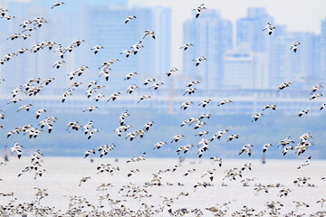 Pied Avocets in Large Flock During Winter Migration in Hong Kong