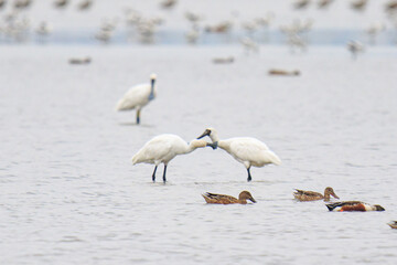 Spoonbills Standing and Feeding in Shallow Water, Mai Po Natural Reserve, Hong Kong