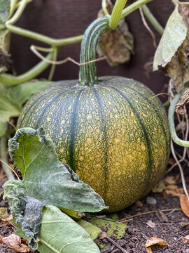 Pumpkin Growing on a Vine