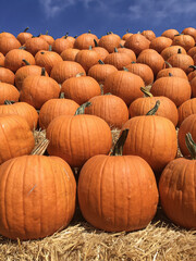 Pumpkins on Display in a Pumpkin Patch on Straw