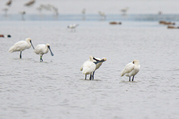 Spoonbills Standing and Feeding in Shallow Water, Mai Po Natural Reserve, Hong Kong