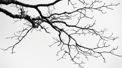 Black and white photograph of leafless tree branches