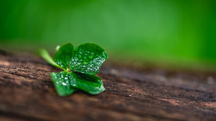 Four-leaf clover on a natural wooden background, a symbol of good luck