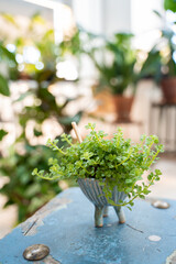 Peperomyia depressa plant in a ceramic pot on a blue chair
